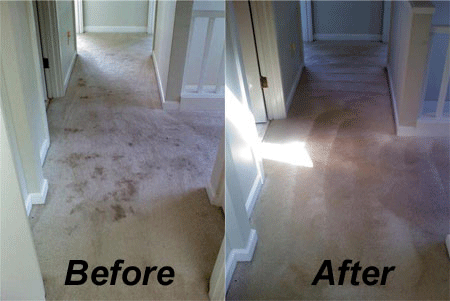 Carpet Cleaners in Kitchener