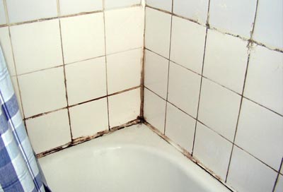 Shower mold restoration kitchener